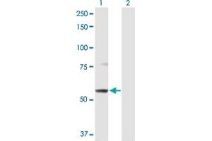 Western Blot analysis of ABCB9 expression in transfected 293T cell line by ABCB9 MaxPab polyclonal antibody.