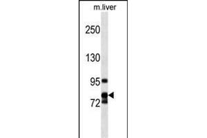 CCNF Antibody (Center) (ABIN1538458 and ABIN2849818) western blot analysis in mouse liver tissue lysates (35 μg/lane). (Cyclin F anticorps  (AA 496-524))