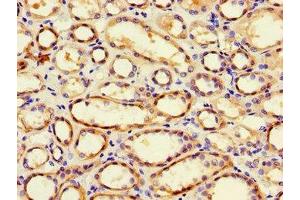 Immunohistochemistry of paraffin-embedded human kidney tissue using ABIN7163908 at dilution of 1:100 (Pgap2 anticorps  (AA 45-114))