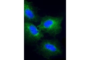 Immunofluorescent analysis of 4 % paraformaldehyde-fixed, 0. (CKS2 anticorps  (AA 43-77))