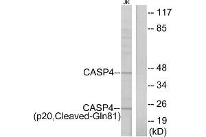 Western blot analysis of extracts from Jurkat cells, using CASP4 (p20, Cleaved-Gln81) antibody. (Caspase 4 anticorps  (Cleaved-Gln81))