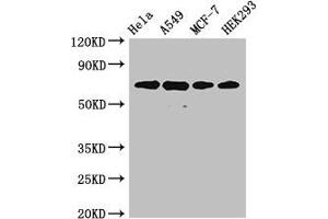 Western Blot Positive WB detected in: Hela whole cell lysate, A549 whole cell lysate, MCF-7 whole cell lysate, HEK293 whole cell lysate All lanes: XRCC6 antibody at 4 μg/mL Secondary Goat polyclonal to rabbit IgG at 1/50000 dilution Predicted band size: 70, 66 kDa Observed band size: 70 kDa (XRCC6 anticorps  (AA 2-609))