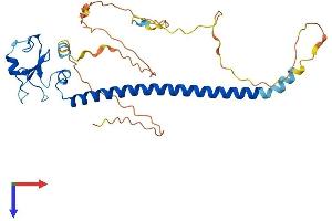 AlphaFold protein structure predicition of Mouse Recombinant Rnf212 Protein, UniprotID F6TQD1