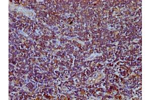 IHC image of ABIN7172441 diluted at 1:400 and staining in paraffin-embedded human lymph node tissue performed on a Leica BondTM system. (TEFM anticorps  (AA 36-165))