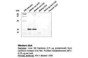 Western Blot (Metallothionein KH-1 anticorps)