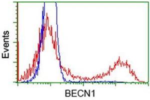 Flow Cytometry (FACS) image for anti-Beclin 1, Autophagy Related (BECN1) antibody (ABIN1496869) (Beclin 1 anticorps)
