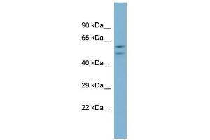 WB Suggested Anti-ATP6V1B1 Antibody Titration: 0. (ATP6V1B1 anticorps  (Middle Region))