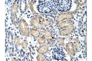 Image no. 1 for anti-Elongation Factor RNA Polymerase II (ELL) (AA 551-600) antibody (ABIN202824)