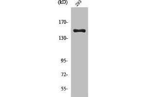 Western Blot analysis of 293 cells using Cleaved-COL4A3 (L1425) Polyclonal Antibody (COL4a3 anticorps  (Cleaved-Leu1425))