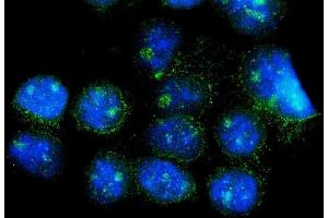 IF analysis of CISD2 using anti-CISD2 antibody (ABIN7602010). (CISD2 anticorps  (AA 55-124))