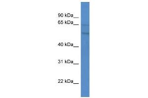 WB Suggested Anti-GPR75 Antibody Titration:  0. (GPR75 anticorps  (C-Term))