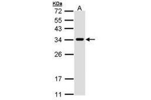 Image no. 3 for anti-VAMP (Vesicle-Associated Membrane Protein)-Associated Protein A, 33kDa (VAPA) (AA 79-92) antibody (ABIN467553) (VAPA anticorps  (AA 79-92))