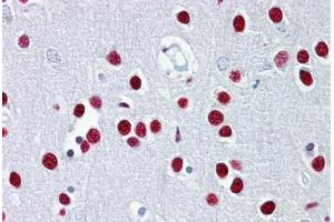 Anti-TUB antibody IHC staining of human brain, cortex. (TUB anticorps  (AA 144-193))