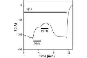 Tertiapin-Q-ATTO Fluor-633 inhibits Kir3.