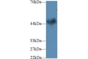 Western blot analysis of Mouse Cerebrum lysate, using Human CNTFR Antibody (2 µg/ml) and HRP-conjugated Goat Anti-Rabbit antibody (