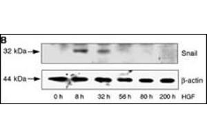 HepG2 cells were incubated with HGF for the time periods indicated. (SNAIL anticorps  (N-Term))