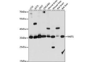 Western blot analysis of extracts of various cell lines, using N antibody (ABIN7268967) at 1:1000 dilution. (NAIF1 anticorps  (AA 1-110))
