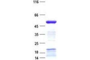 Validation with Western Blot (ZNF627 Protein (His tag))