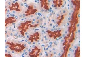 Detection of CD10 in Rat Kidney Tissue using Polyclonal Antibody to Neprilysin (CD10)