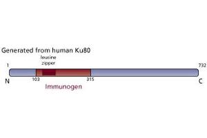Image no. 2 for anti-X-Ray Repair Complementing Defective Repair in Chinese Hamster Cells 5 (Double-Strand-Break Rejoining) (XRCC5) (AA 103-315) antibody (ABIN968493)