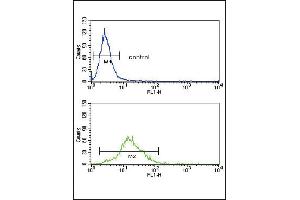 SREBF1 Antibody (Center) (ABIN652680 and ABIN2842452) flow cytometry analysis of Ramos cells (bottom histogram) compared to a negative control cell (top histogram).