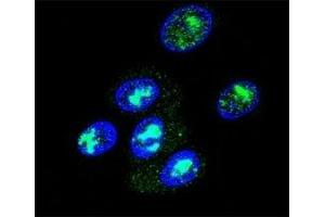 Confocal immunofluorescent analysis of FOXP2 antibody with HepG2 cells followed by Alexa Fluor 488-conjugated goat anti-rabbit lgG (green). (FOXP2 anticorps  (AA 657-684))