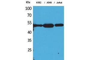 Western Blot (WB) analysis of K562, A549, Jurkat cells using Acetyl-Tubulin alpha (K352) Polyclonal Antibody. (alpha Tubulin anticorps  (acLys352))