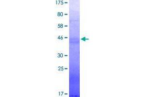Image no. 2 for CD274 (PD-L1) (AA 18-238) protein (His-DYKDDDDK-Strep II Tag) (ABIN1348591)