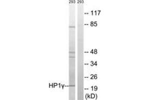 Western blot analysis of extracts from 293 cells, using HP1 gamma (Ab-93) Antibody. (CBX3 anticorps  (AA 59-108))