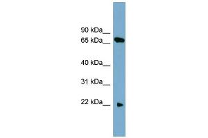 WB Suggested Anti-SLC24A4 Antibody Titration:  0. (SLC24A4 anticorps  (N-Term))