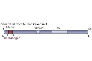 Image no. 3 for anti-Caveolin (CAV) (pTyr14) antibody (ABIN968481) (Caveolin anticorps  (pTyr14))