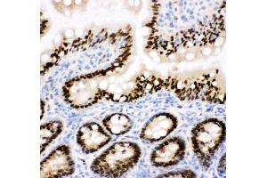 Anti-CTBP2 antibody, IHC(F) IHC(F): Rat Intestine Tissue (CTBP2 anticorps  (C-Term))