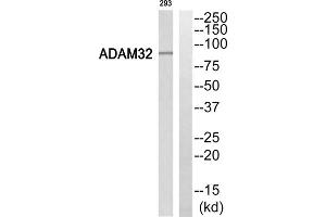 Western Blotting (WB) image for anti-ADAM Metallopeptidase Domain 32 (ADAM32) (Internal Region) antibody (ABIN1850692) (ADAM32 anticorps  (Internal Region))