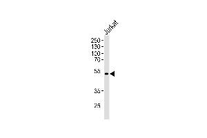 Western blot analysis of lysates from Jurkat cell line ,using K Antibody (ABIN484313 and ABIN1533694). (KAP1 anticorps)