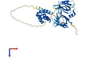 AlphaFold protein structure predicition of Mouse Recombinant Aim2 Protein, UniprotID Q91VJ1