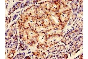 Immunohistochemistry of paraffin-embedded human pancreatic tissue using ABIN7167601 at dilution of 1:100 (RGS2 anticorps  (AA 1-211))
