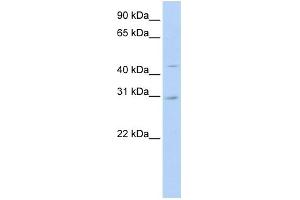 WB Suggested Anti-SLC10A4 Antibody Titration:  0. (SLC10A4 anticorps  (N-Term))