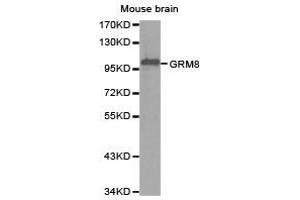 Western Blotting (WB) image for anti-Glutamate Receptor, Metabotropic 8 (GRM8) antibody (ABIN1872903) (GRM8 anticorps)