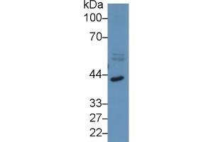 Detection of INHbA in Porcine Cerebrum lysate using Polyclonal Antibody to Inhibin Beta A (INHbA)