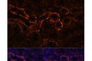 Immunofluorescence analysis of Mouse kidney using AQP3 Polyclonal Antibody at dilution of 1:100. (AQP3 anticorps)