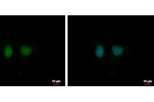 ICC/IF Image DDI1 antibody [N1C3] detects DDI1 protein at nucleus by immunofluorescent analysis.