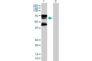 Western Blot analysis of RNF25 expression in transfected 293T cell line by RNF25 MaxPab polyclonal antibody. (RNF25 anticorps  (AA 1-459))