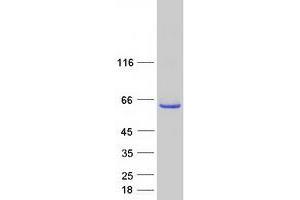 Validation with Western Blot (C9orf156 Protein (Myc-DYKDDDDK Tag))