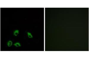 Immunofluorescence analysis of MCF7 cells, using GPR103 Antibody. (QRFPR anticorps  (AA 271-320))
