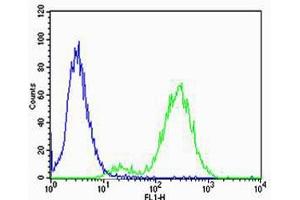 Flow cytometric analysis of Jurkat cells using CB2 Antibody (C-term) (ABIN654631 and ABIN2844327) compared to an isotype control of rabbit IgG(blue). (CNR2 anticorps  (C-Term))
