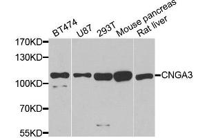 Western blot analysis of extracts of various cell lines, using CNGA3 antibody. (CNGA3 anticorps  (AA 1-165))