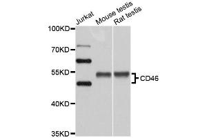 Western blot analysis of extracts of various cell lines, using CD46 antibody (ABIN5970817) at 1/1000 dilution. (CD46 anticorps)