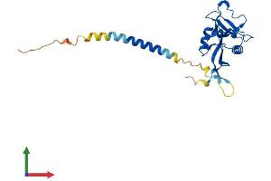 AlphaFold protein structure predicition of Human Recombinant CLEC4E Protein, UniprotID Q9ULY5