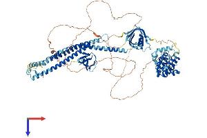 AlphaFold protein structure predicition of Mouse Recombinant Arhgap42 Protein, UniprotID B2RQE8