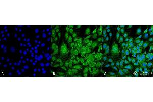 Immunocytochemistry/Immunofluorescence analysis using Mouse Anti-GRP78 Monoclonal Antibody, Clone 3G12-1G11 . (GRP78 anticorps)